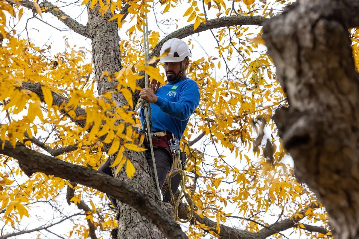 Skilled Storm Damage Cleanup crew working in Cedar Run