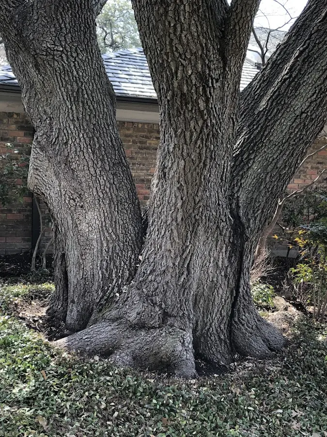Mature heritage tree close to a Cedar Run property cared for by certified arborists
